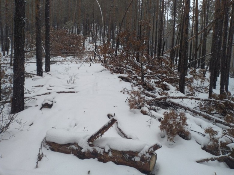 В Забайкалье выявили более 800 случаев незаконной рубки древесины за год фото 2