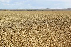 Страхование посевов в Забайкалье выросло на 20%
