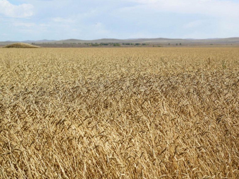Страхование посевов в Забайкалье выросло на 20% фото 2
