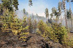 Один лесной пожар ликвидировали за сутки в Zабайкалье