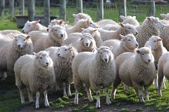 Реализация пилотного проекта по развитию овцеводства «Семейная ферма» продолжается в
Забайкалье