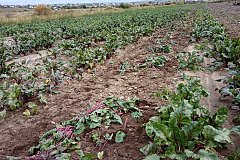 Валовой сбор овощей в Забайкалье превышает уровень 2021 года