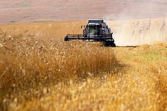 Хозяйства Забайкалья намолотили на 10 тысяч тонн пшеницы больше уровня 2021 года