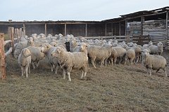 Более 130 тысяч овец подготовлено в хозяйствах Забайкалья для получения приплода
