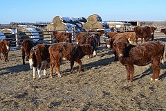 Миллион голов скота вошло в зимовку в Забайкалье