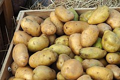 Почему при хранении зеленеет картофель?