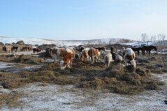 Более 94 миллионов рублей направят на развитие семейных ферм в Забайкалье