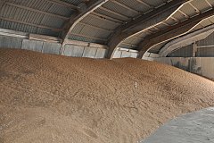 Аграрии Забайкалья для сортообновления планируют приобрести 500 тонн семян высоких репродукций