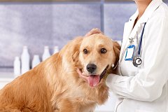 Памятка по вакцинации собак против бешенства и заразных болезней:
зачем, когда и как?