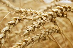 «Такие различные сорта пшеницы»