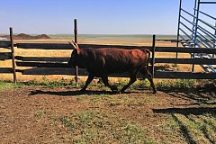 Забайкальских животноводов поддержат субсидией на содержание племенных быков