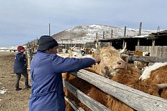 Весенние ветеринарно-профилактические мероприятия проходят в Забайкалье