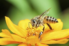 Пестициды и агрохимикаты - угроза для пчел!