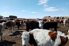 Фермерское хозяйство из Ононского округа приобрело 350 овец и 15 коров на средства гранта