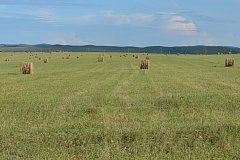 Хозяйства 11 районов Забайкалья приступили к заготовке кормов для зимовки скота