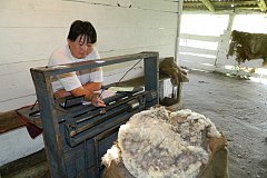 Хозяйства Забайкалья приступили к реализации овечьей шерсти