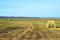 Хозяйства трех районов Забайкалья перевыполнили план по заготовке кормов