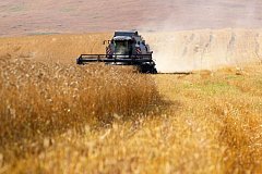 Аграрии Забайкалья убрали 16% посевов зерновых культур