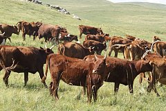 Сельхозкооперативу в Забайкалье возместили 50% затрат за приобретенный скот