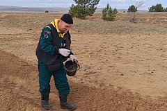 Забайкалье вошло в тройку лидеров по итогам Всероссийской акции «Сохраним лес» на Дальнем Востоке