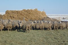 Оперативный штаб ведет мониторинг прохождения зимовки скота в Забайкалье