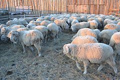 Овцеводам Забайкалья выплатили 7,5 миллиона рублей за реализованное на переработку мясо