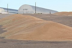 Аграриям Забайкалья компенсировали 11 миллионов рублей за производство зерновых культур
